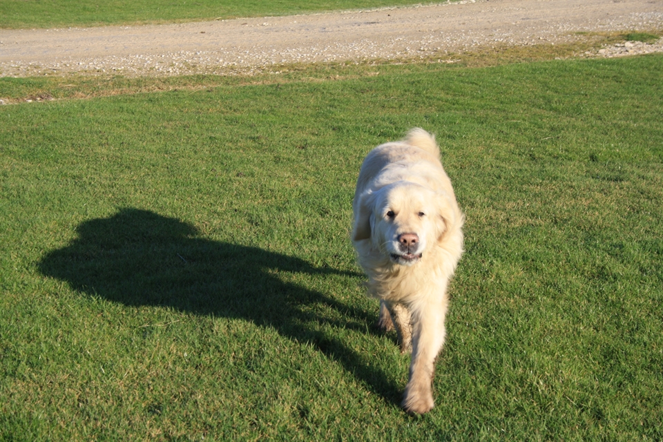 Dogs accepted in some of our accommodation